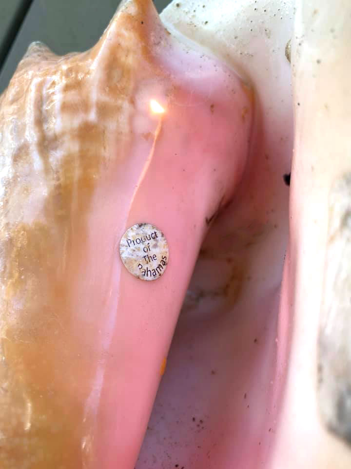 Product of the Bahamas Conch Shell